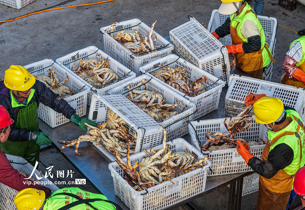 山东荣成：帝王蟹抢“鲜”通关 直达全国市场【6】