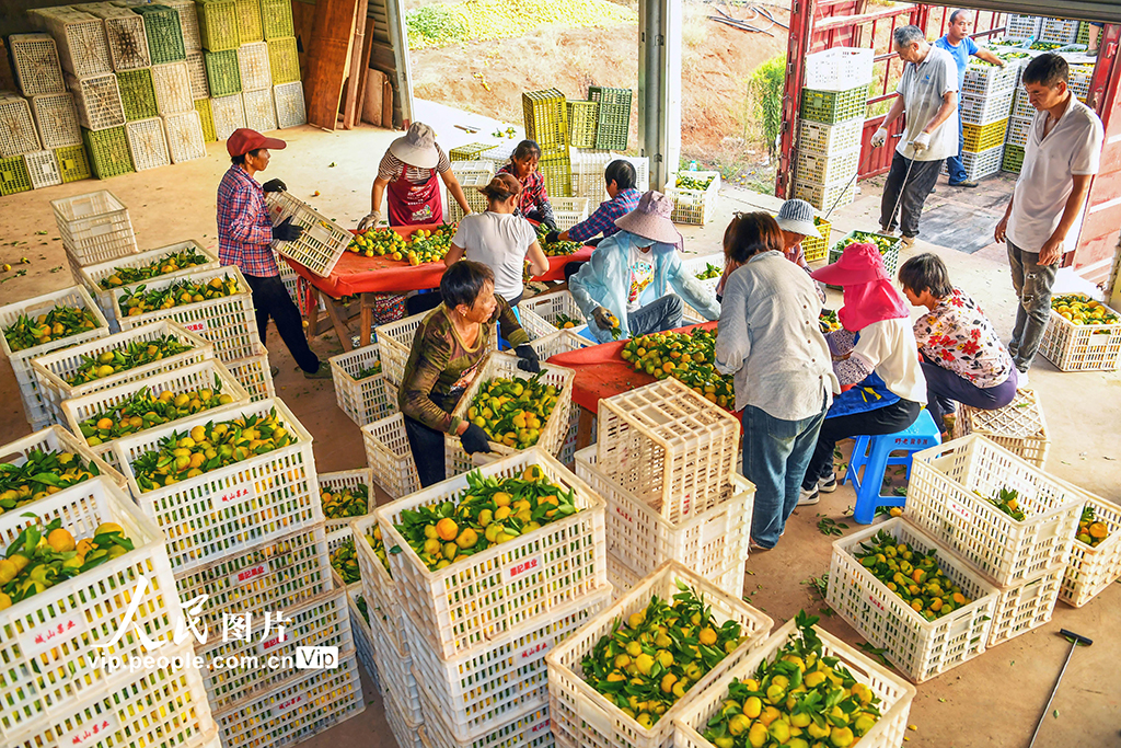 江西樟树：蜜橘喜丰收【5】