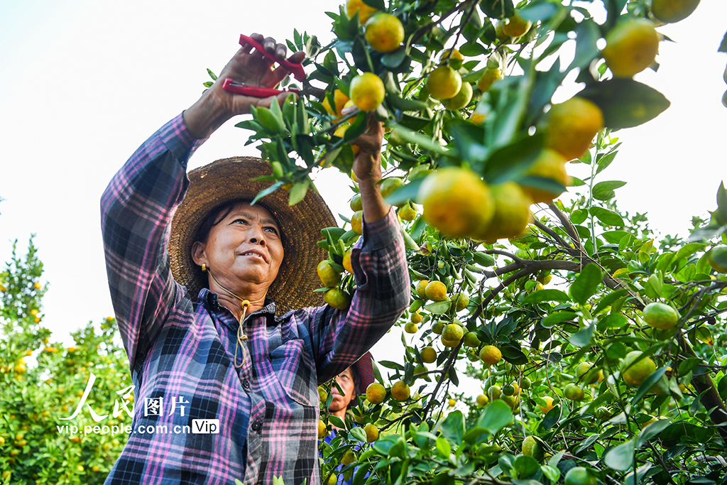 江西樟树：蜜橘喜丰收【2】