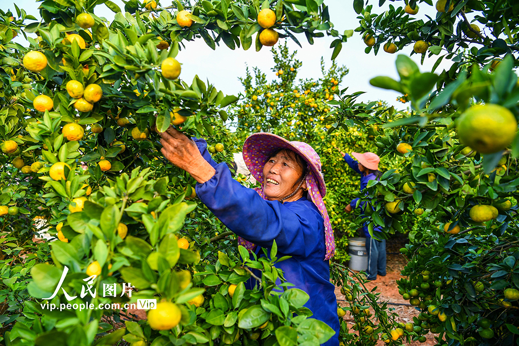 江西樟树：蜜橘喜丰收【3】