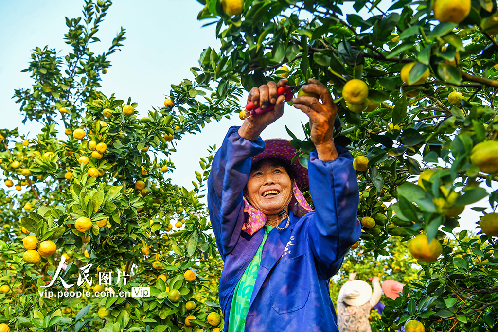 江西樟树：蜜橘喜丰收【4】