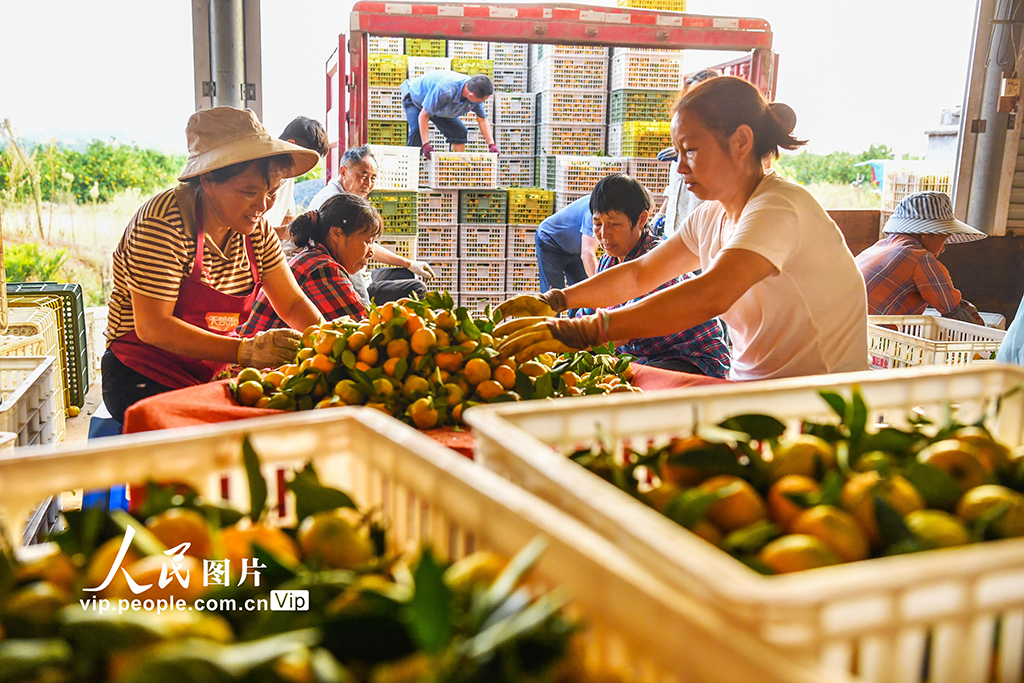 江西樟树：蜜橘喜丰收【6】