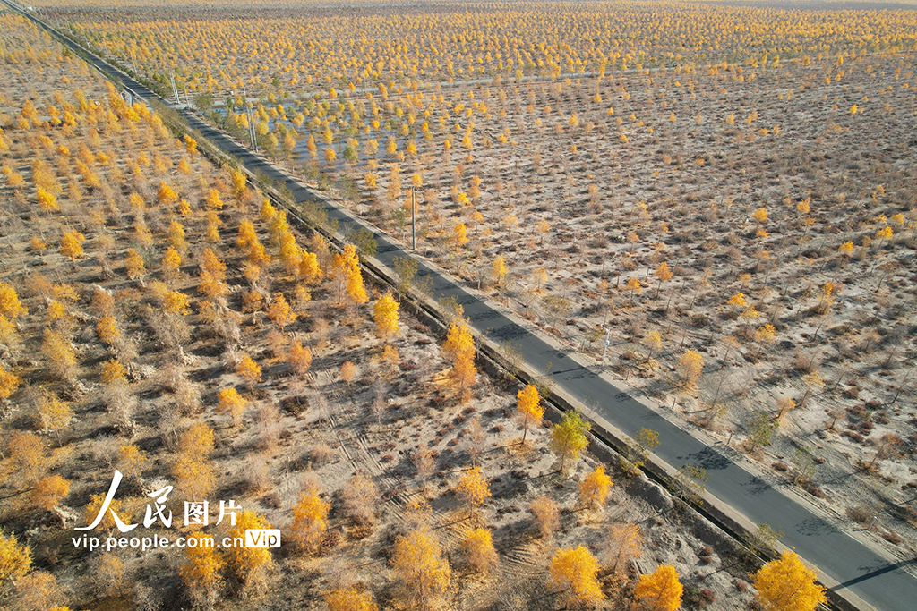 甘肃酒泉:生态防护林秋色浓【2】