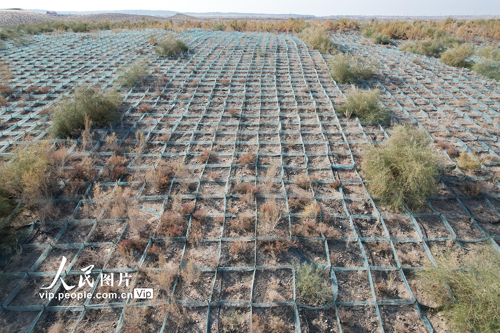 甘肃酒泉：生态防护林秋色浓【6】