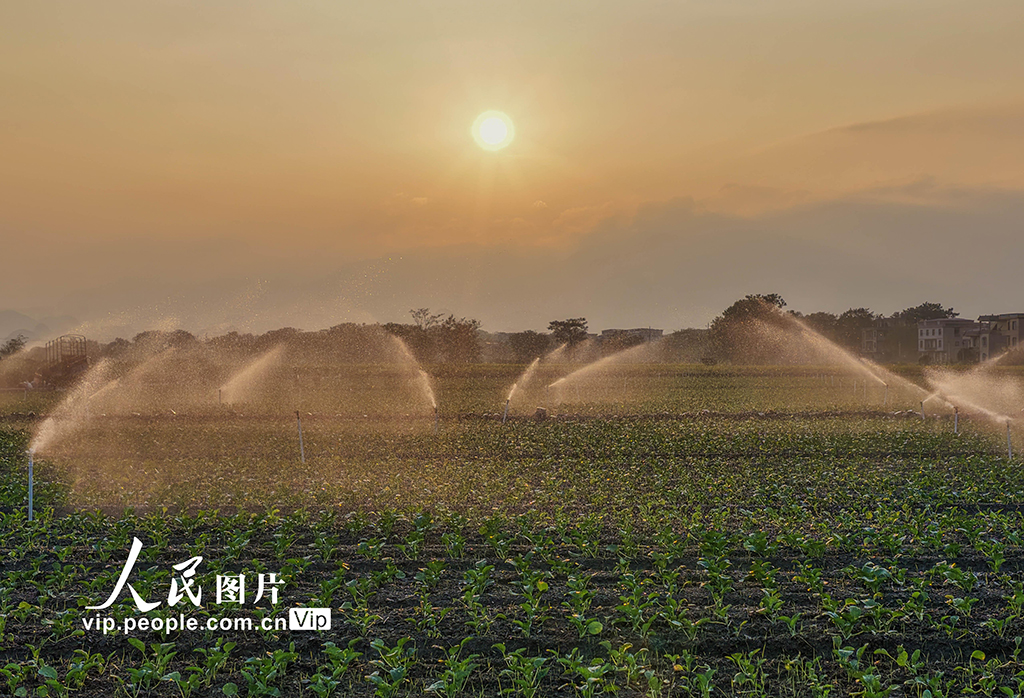 湖南道县：节水灌溉促增收【8】