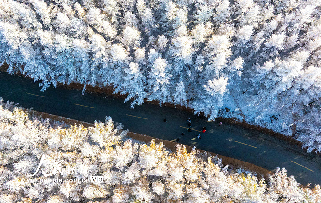 内蒙古呼和浩特：哈达门国家森林公园雾凇美如画【2】