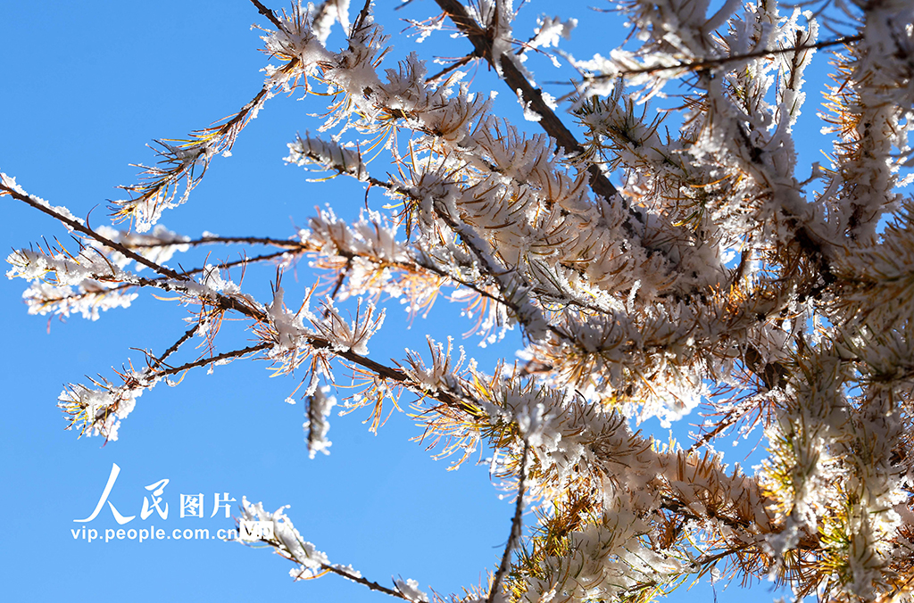 内蒙古呼和浩特：哈达门国家森林公园雾凇美如画【4】