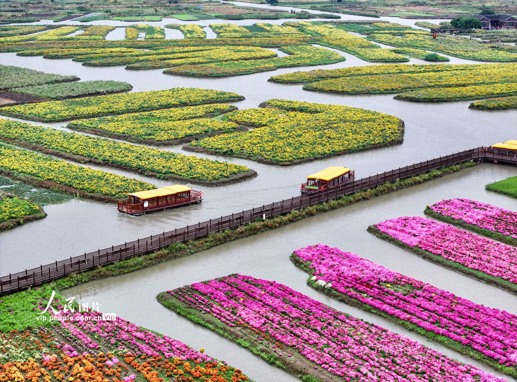 江苏兴化:千垛菊景醉游人【2】