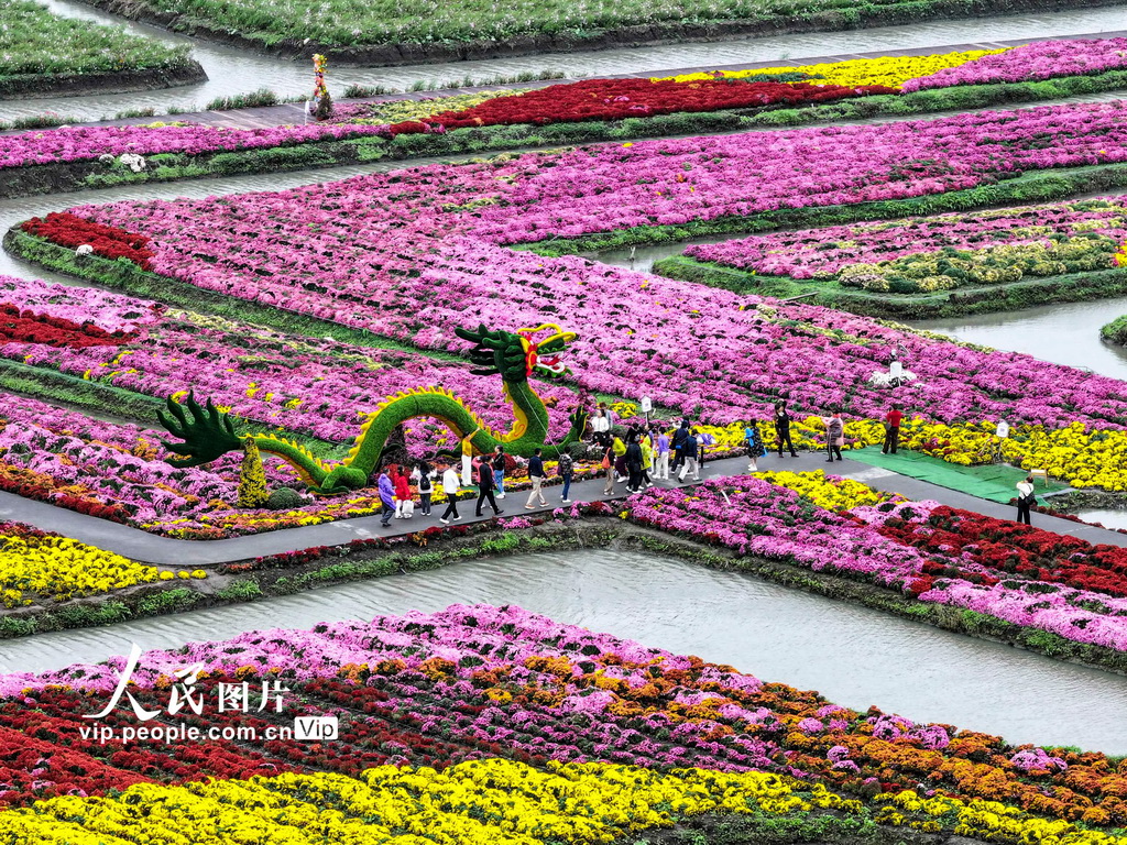江苏兴化：千垛菊景醉游人【3】