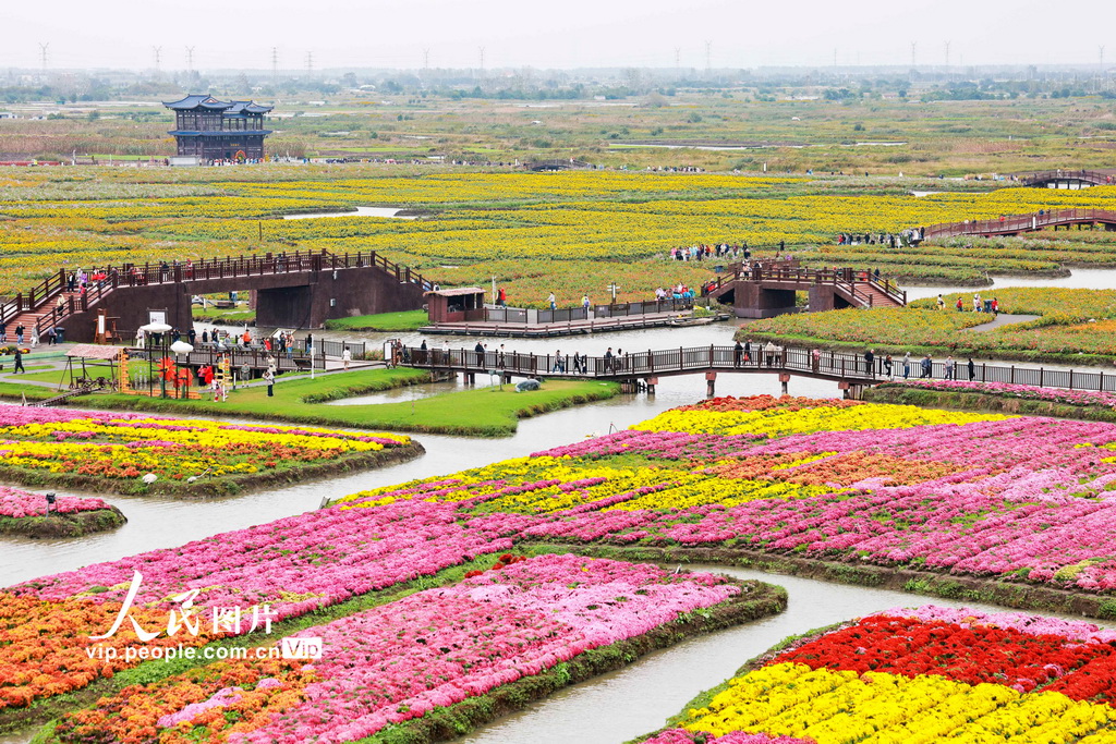 江苏兴化：千垛菊景醉游人【5】