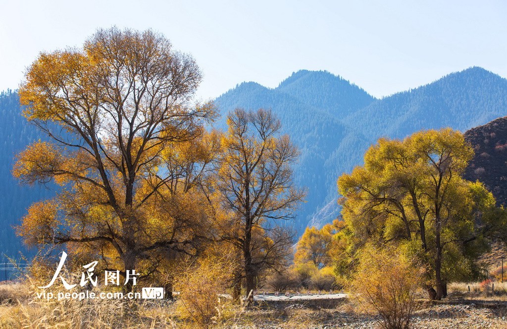甘肃肃南：祁连山国家公园层林尽染【2】