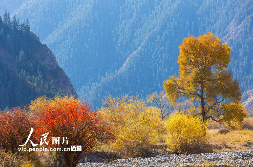 甘肃肃南：祁连山国家公园层林尽染【3】