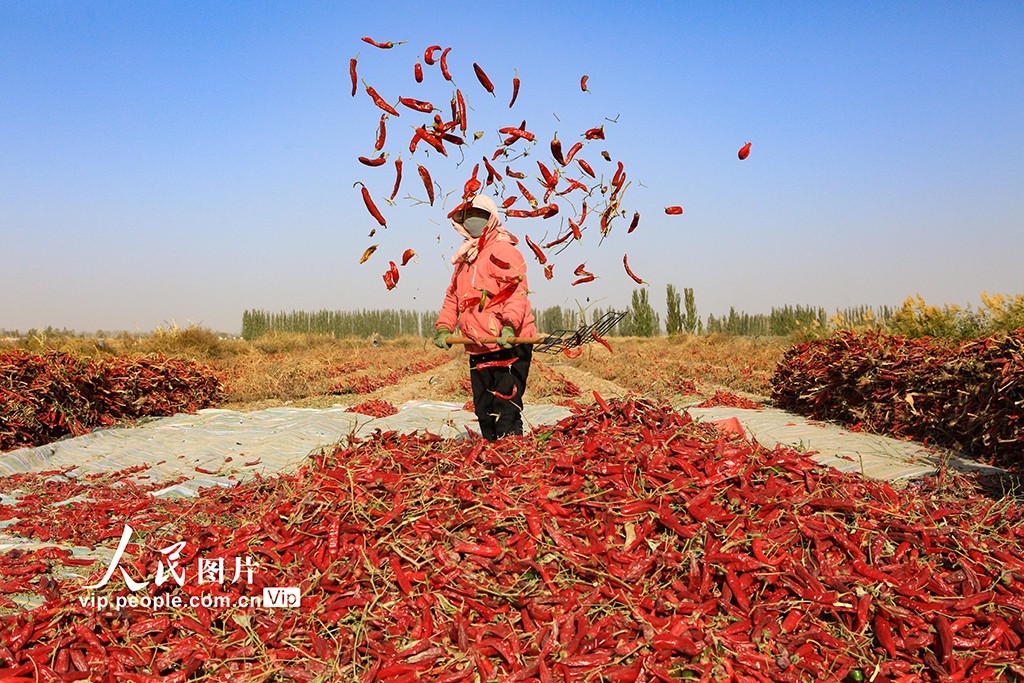 甘肃嘉峪关：辣椒喜丰收【2】