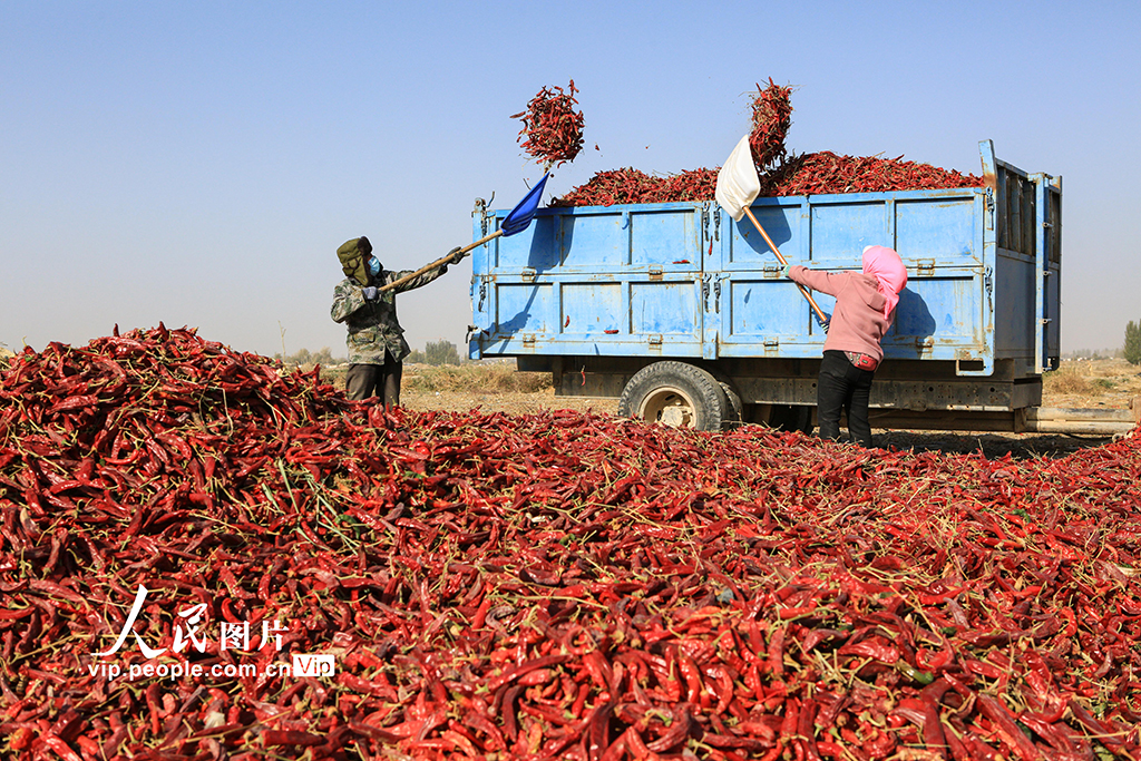 甘肃嘉峪关：辣椒喜丰收【3】