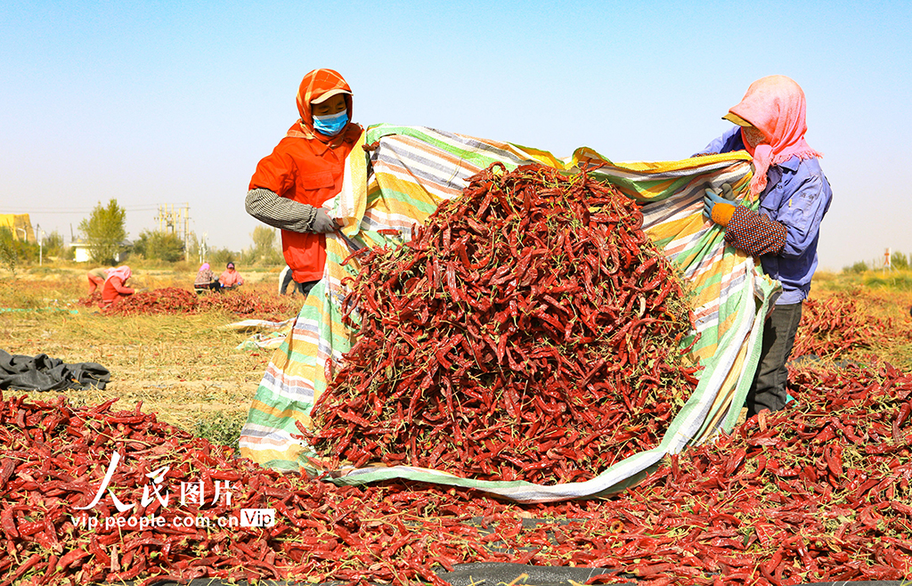 甘肃嘉峪关：辣椒喜丰收【4】