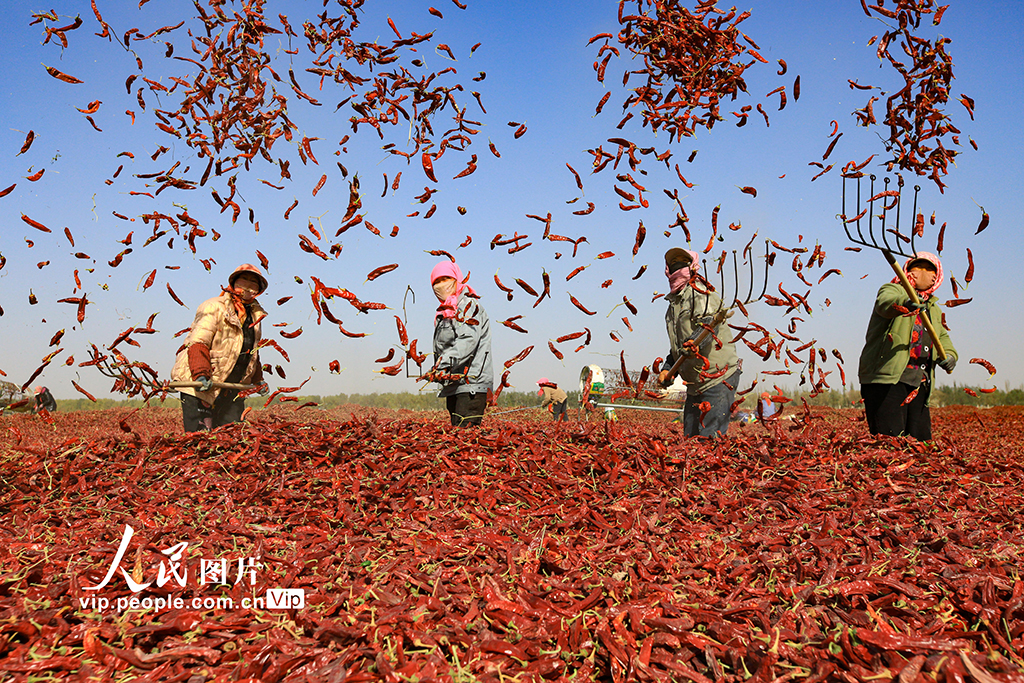 甘肃嘉峪关：辣椒喜丰收【5】