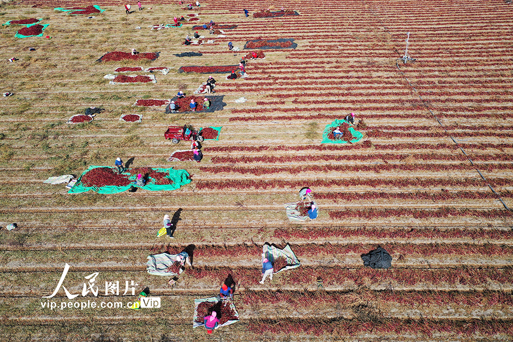 甘肃嘉峪关：辣椒喜丰收【7】