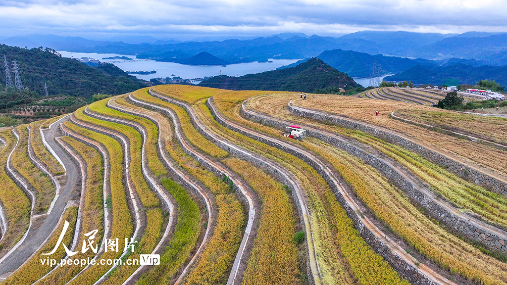 浙江淳安：梯田水稻迎丰收【4】