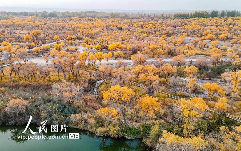 新疆泽普：胡杨披金【7】