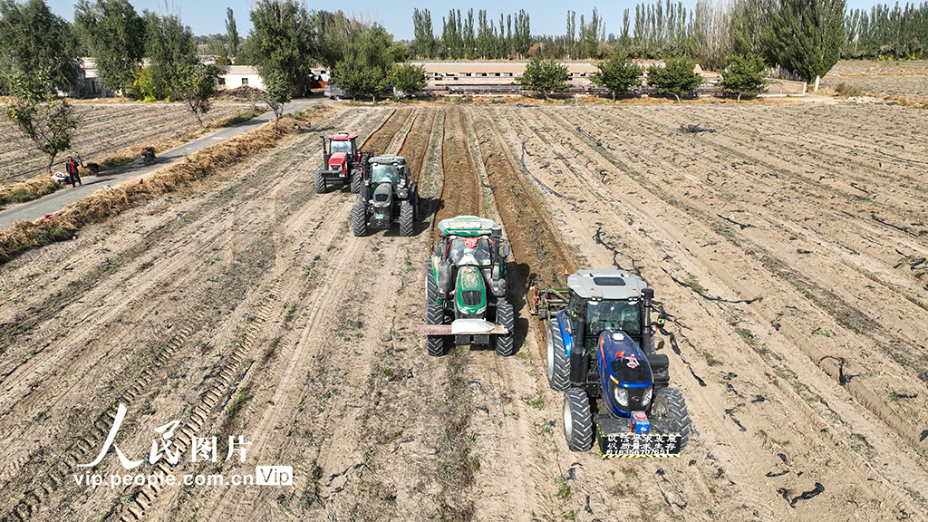 甘肃金塔：采收板蓝根【2】