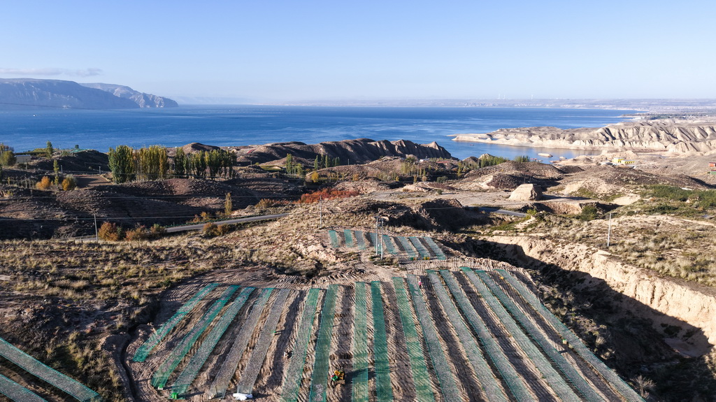 10月18日拍摄于青海省海南藏族自治州共和县龙羊新村龙羊峡海湖渔业捕捞合作社的小银鱼晾晒网（无人机照片）。