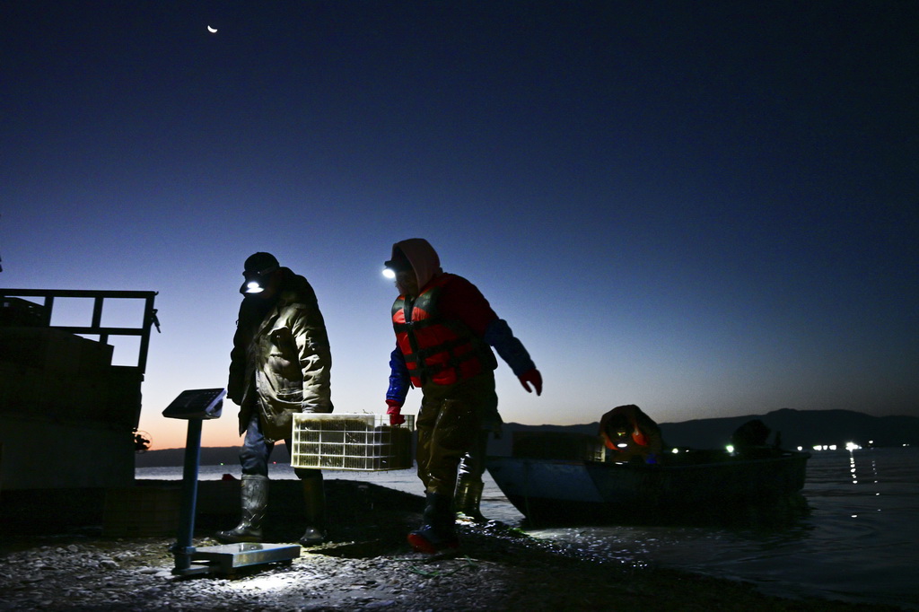 10月18日，库区渔民将一箱刚捕捞的小银鱼上秤称重。