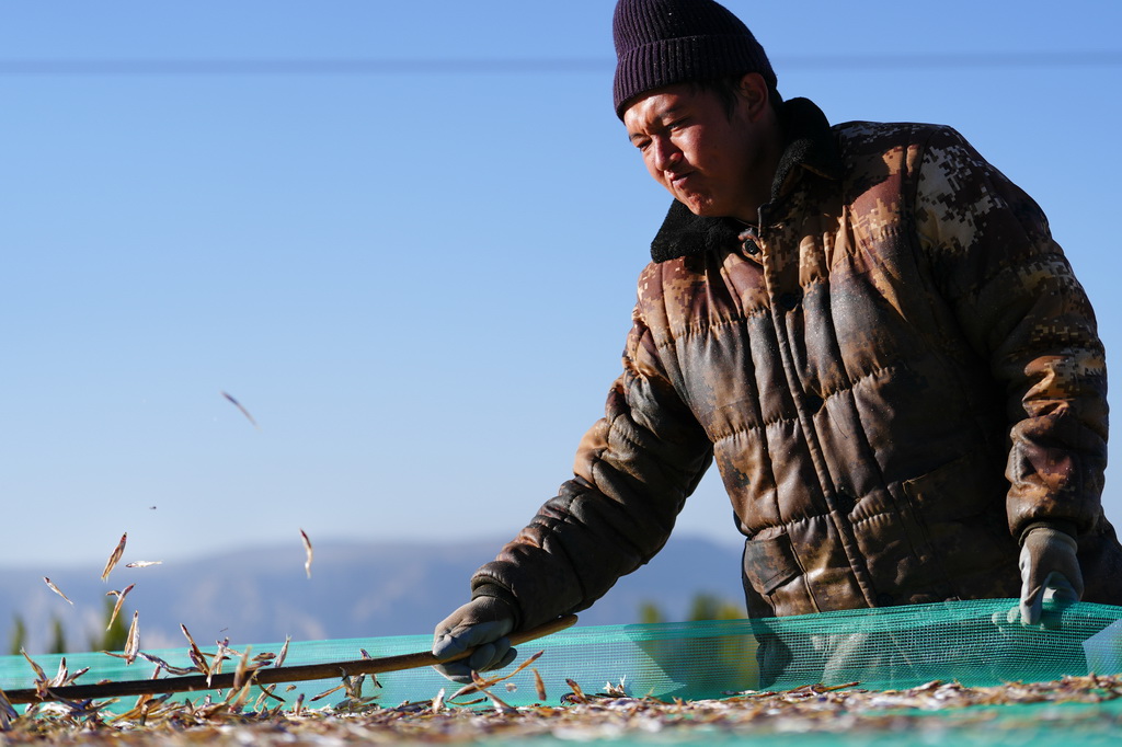 10月18日，在青海省海南藏族自治州共和县龙羊新村龙羊峡海湖渔业捕捞合作社，一名工人将晒好的小银鱼抖散，以防在后续加工中出现粘连。