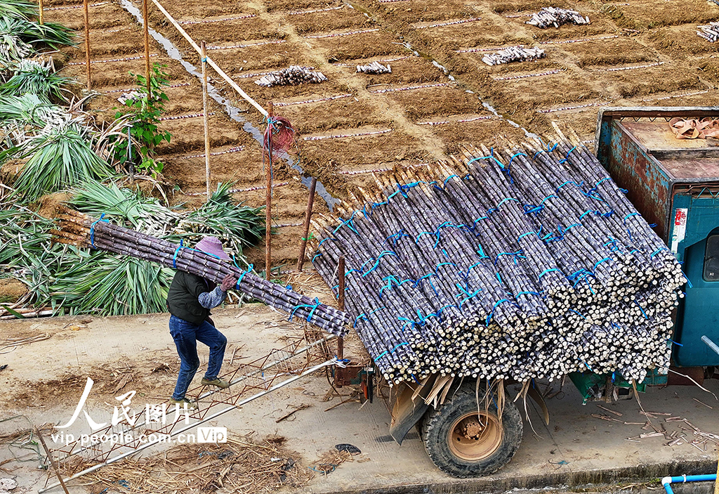 广西龙州：黑皮果蔗收获忙【2】