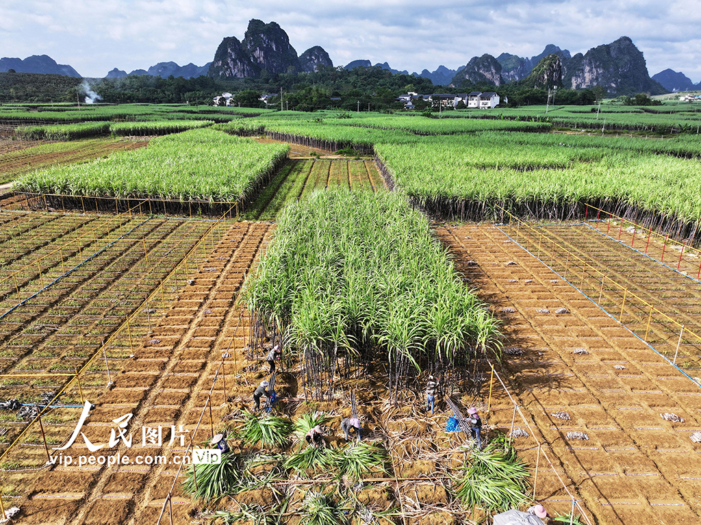 广西龙州：黑皮果蔗收获忙【3】