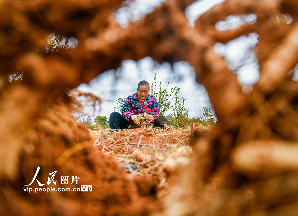 湖南道县：采收玉竹【2】