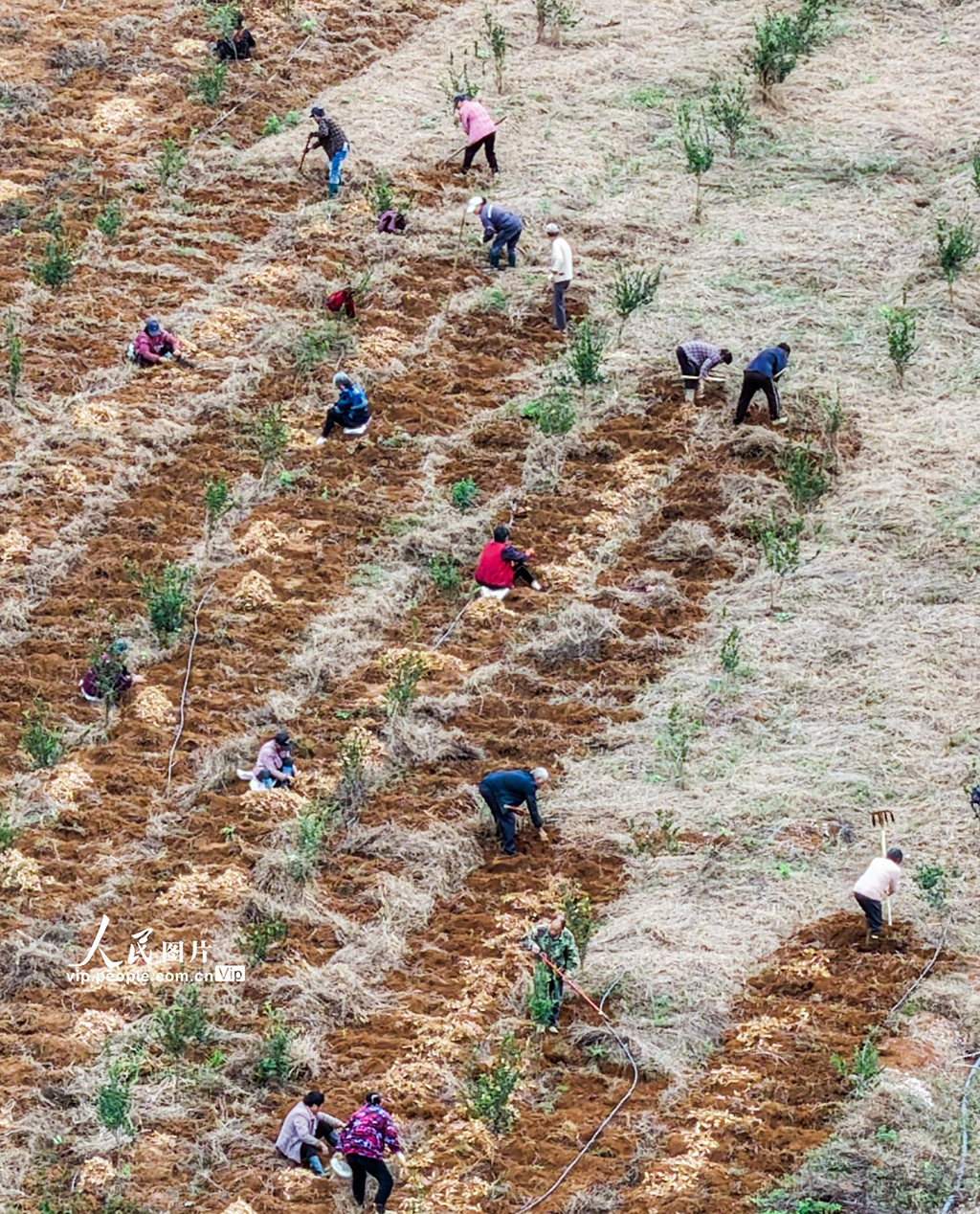 湖南道县：采收玉竹【3】