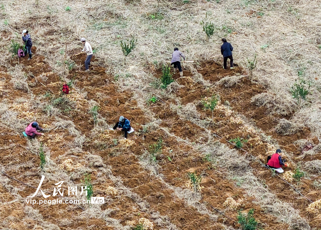 湖南道县：采收玉竹【4】