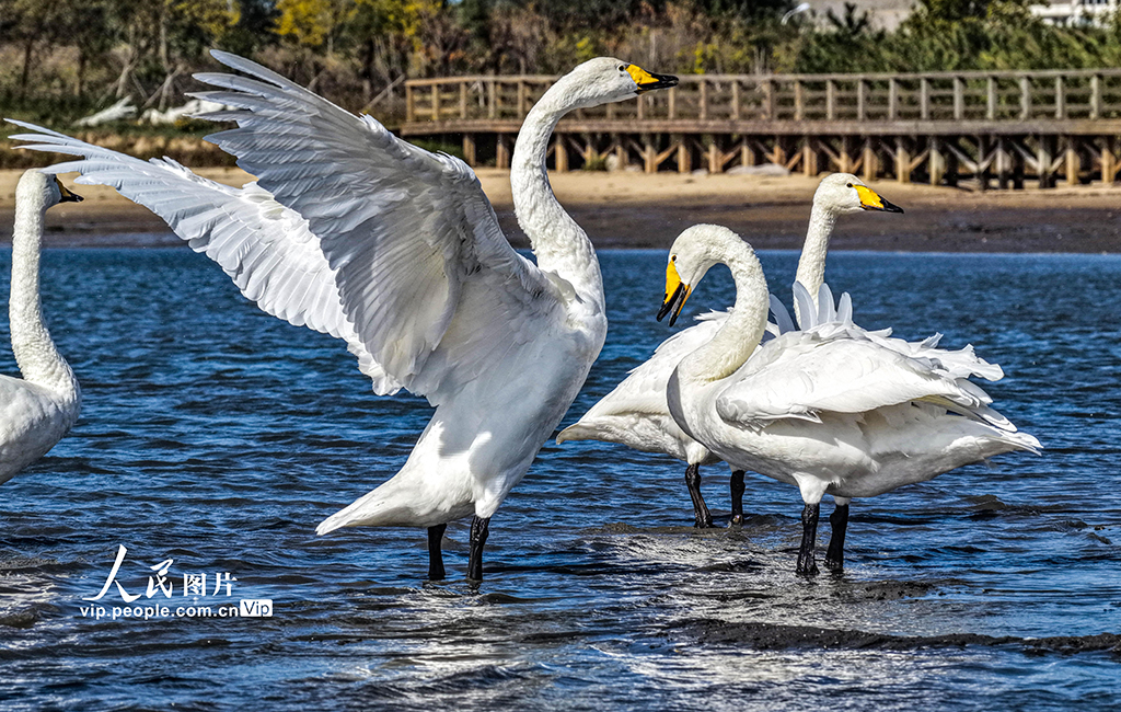 300余只大天鹅飞抵山东荣成越冬栖息【3】