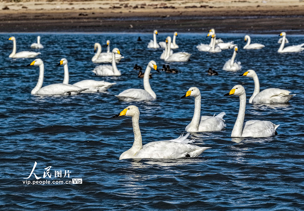 300余只大天鹅飞抵山东荣成越冬栖息【6】