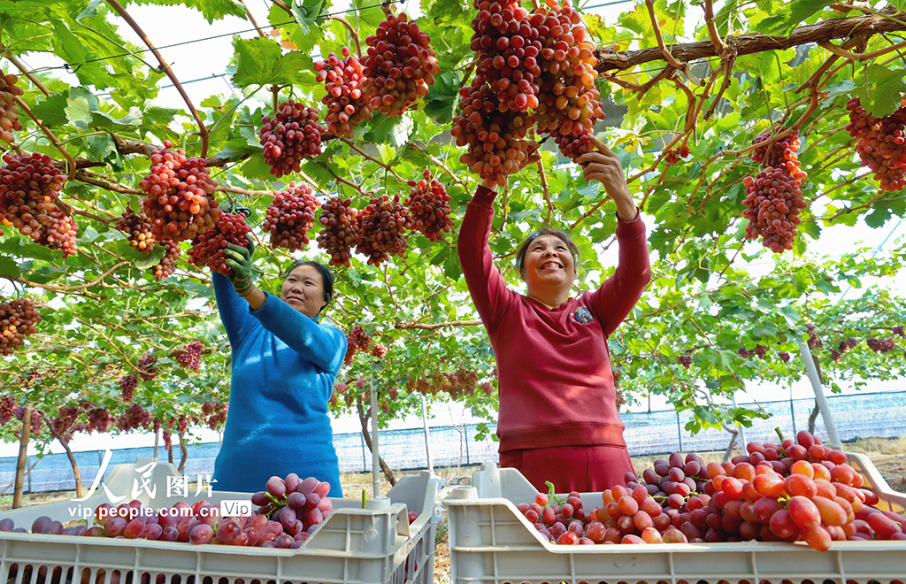 甘肃临泽：采摘葡萄【2】