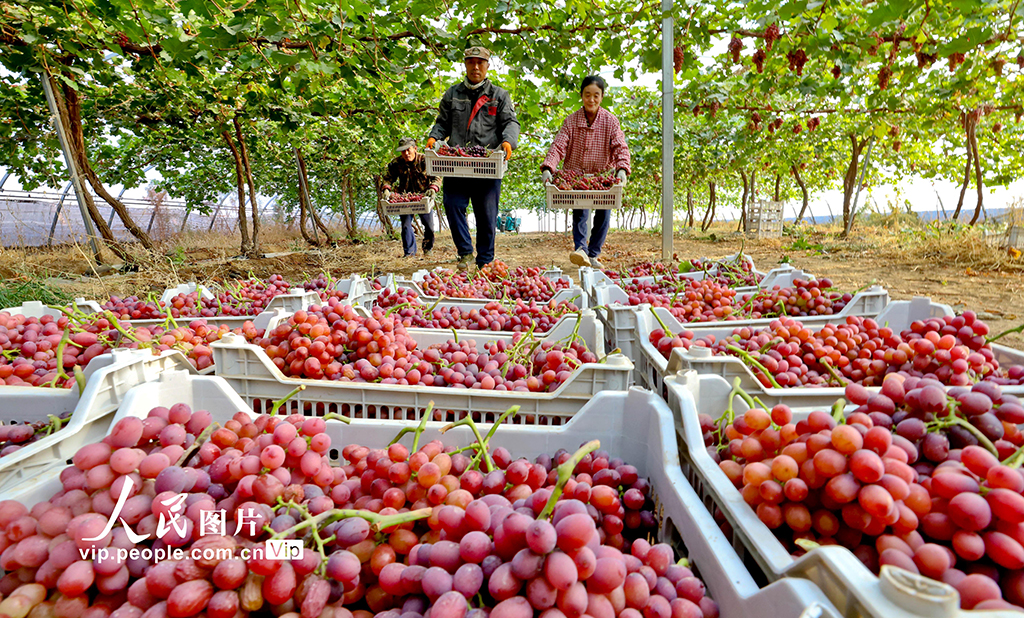 甘肃临泽：采摘葡萄【3】