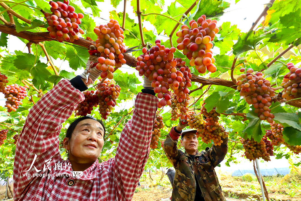 甘肃临泽：采摘葡萄【4】