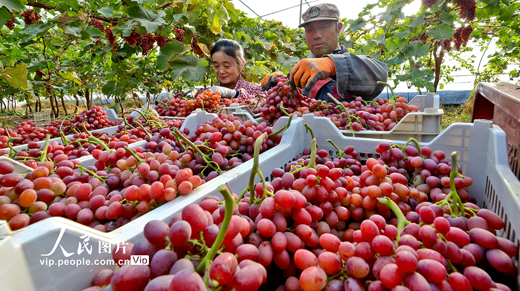 甘肃临泽：采摘葡萄【5】