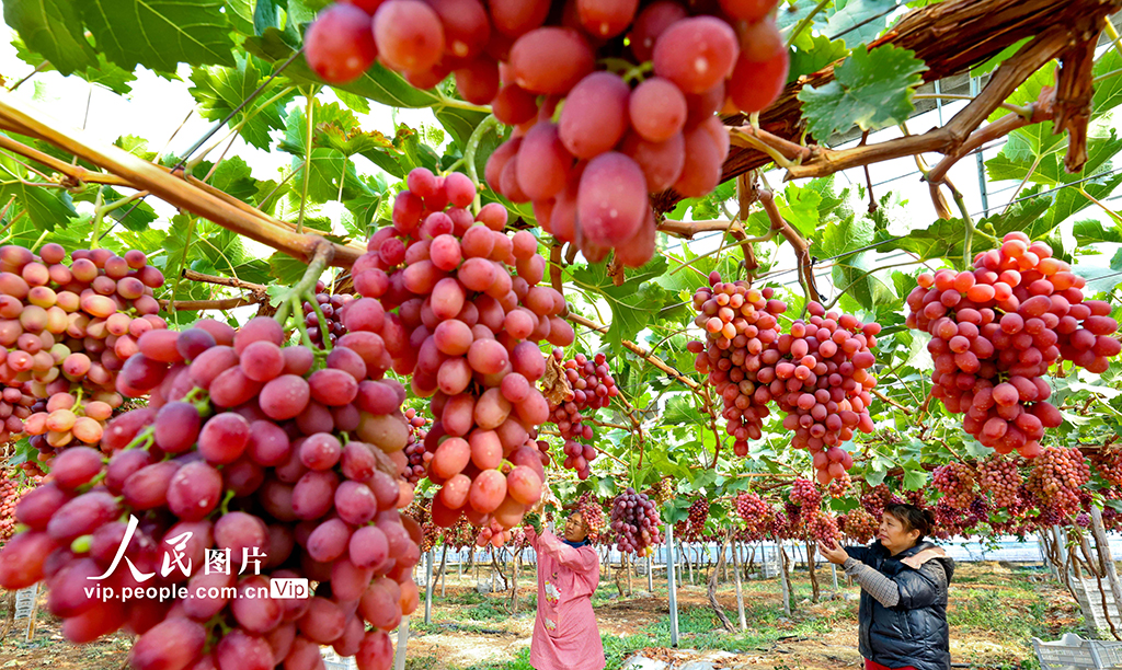 甘肃临泽：采摘葡萄【6】