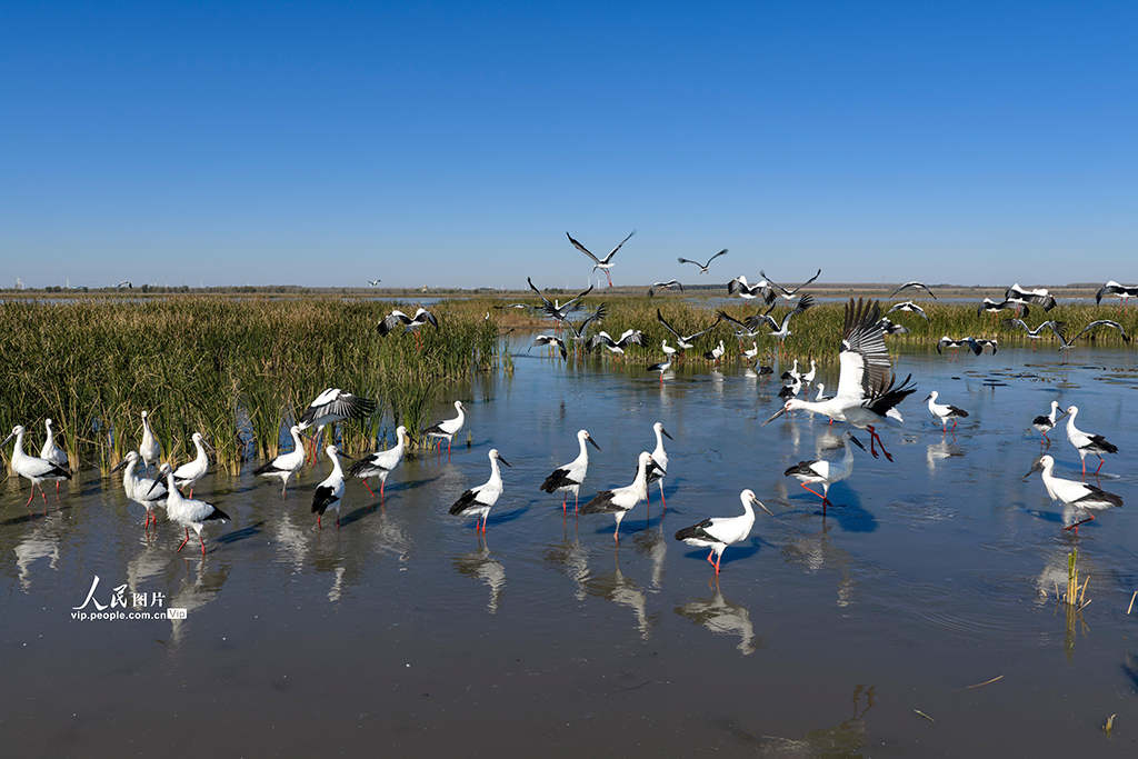 辽宁康平：东方白鹳飞抵卧龙湖湿地【3】