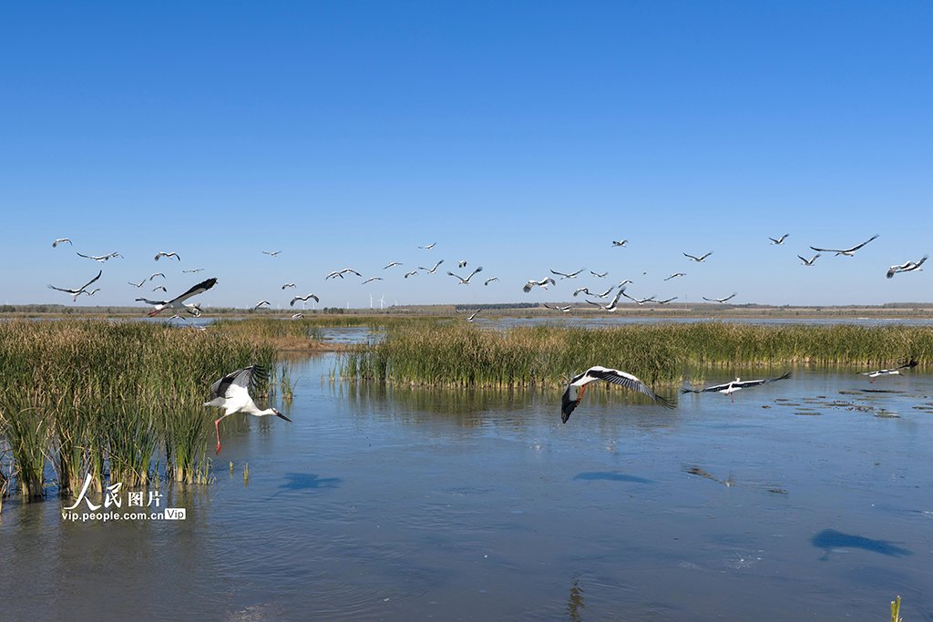 辽宁康平：东方白鹳飞抵卧龙湖湿地【4】