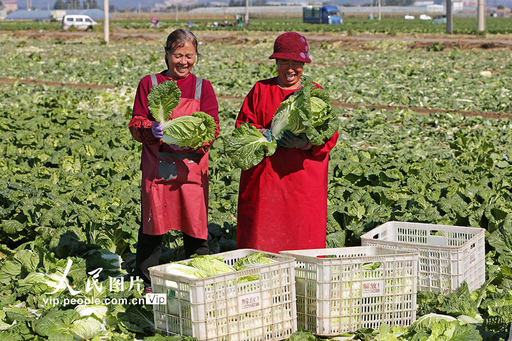 河北玉田：白菜采收忙【4】