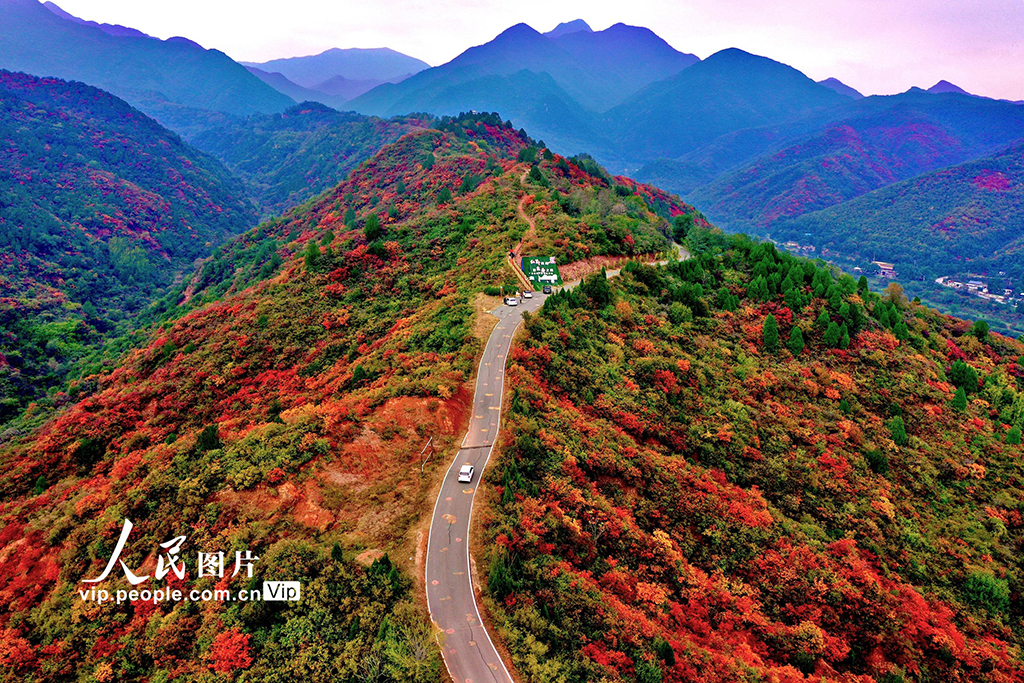 山西平陆：中条山红叶迎来最佳观赏期【2】