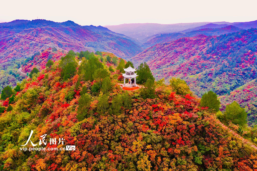 山西平陆：中条山红叶迎来最佳观赏期【3】