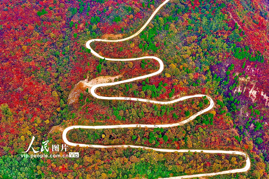 山西平陆：中条山红叶迎来最佳观赏期【4】