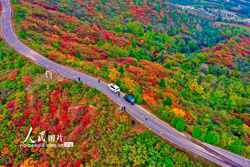 山西平陆：中条山红叶迎来最佳观赏期【5】
