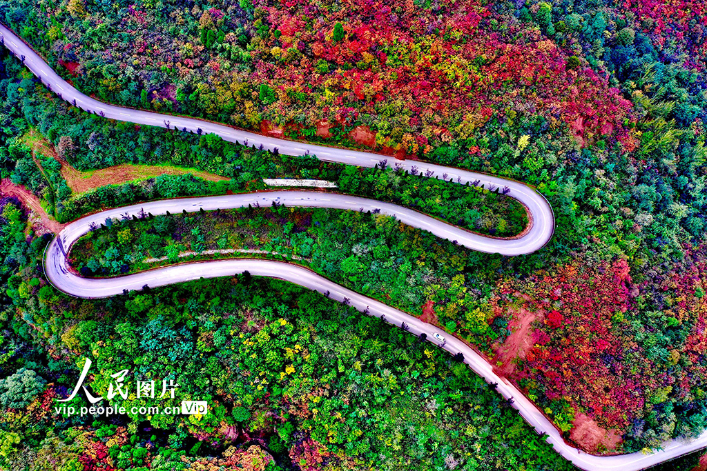 山西平陆：中条山红叶迎来最佳观赏期【6】