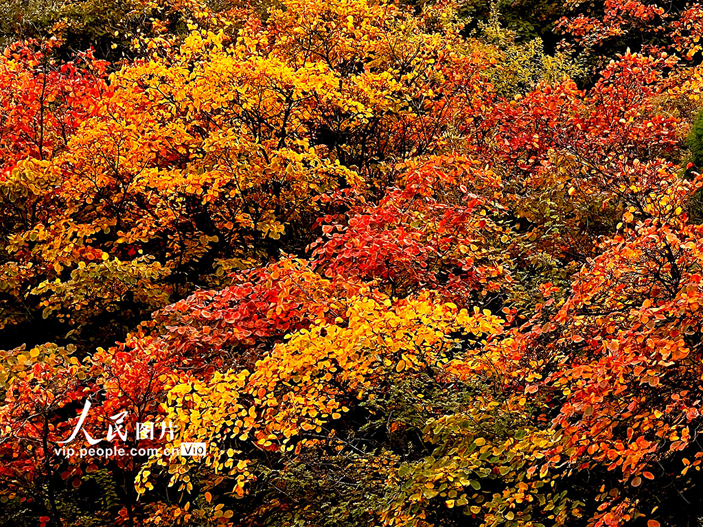 山西平陆：中条山红叶迎来最佳观赏期【7】