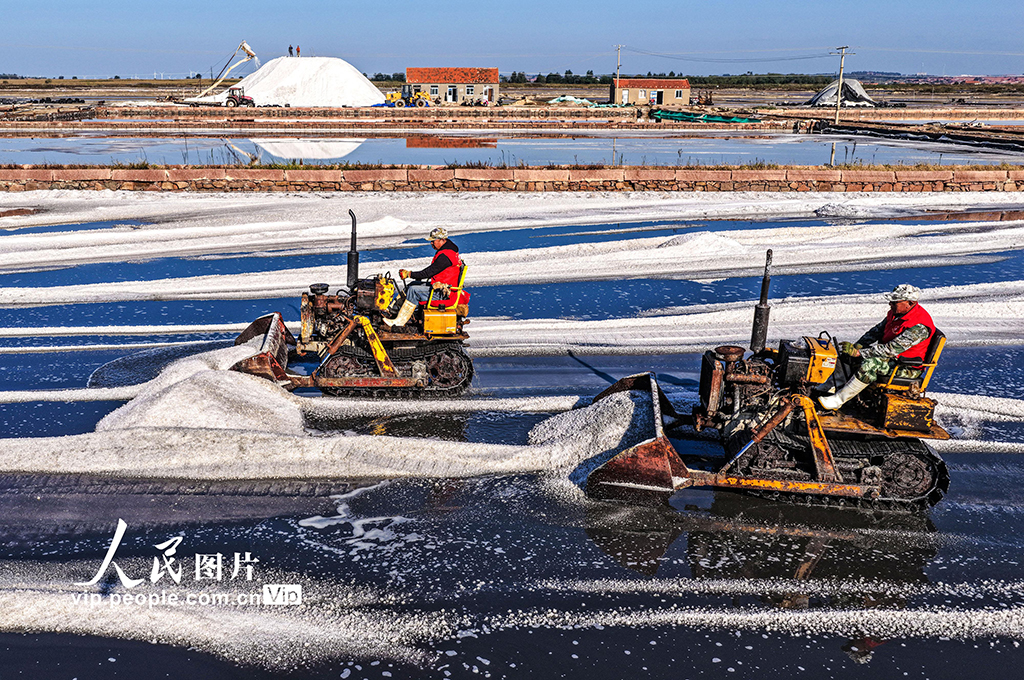 山东荣成：海盐丰收【3】