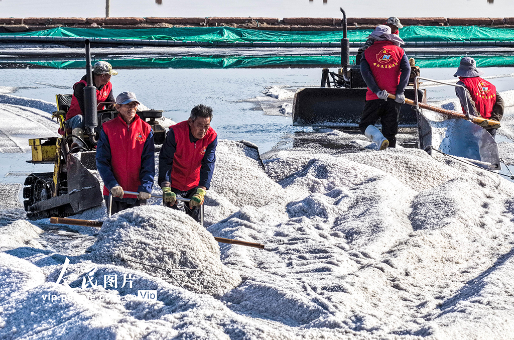 山东荣成：海盐丰收【5】